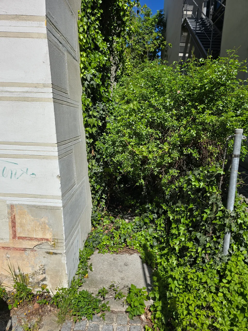 Zugewachsener Zugang zwischen Hauswand und Zaun