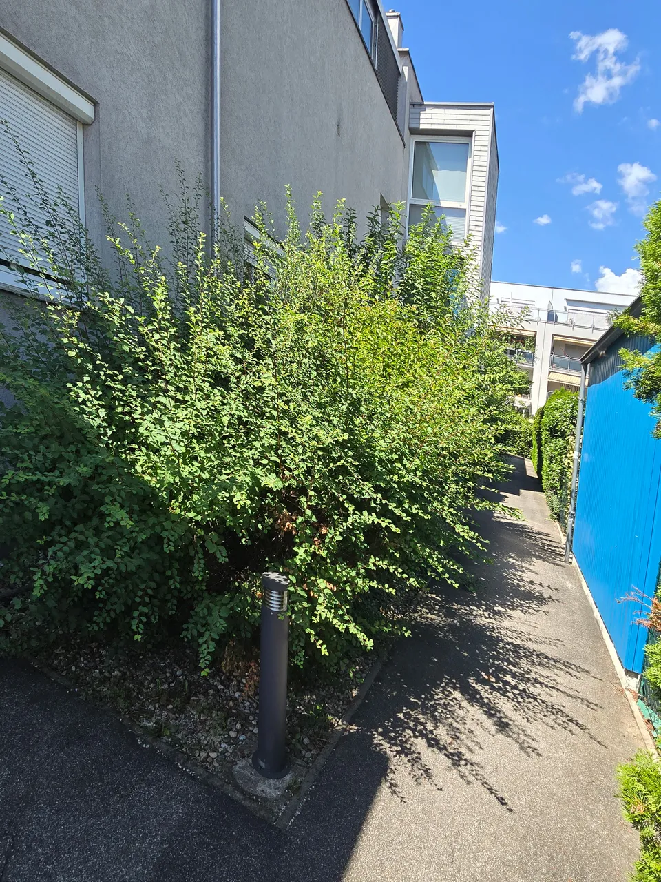 Hecke am Wohnhaus vor dem Rückschnitt